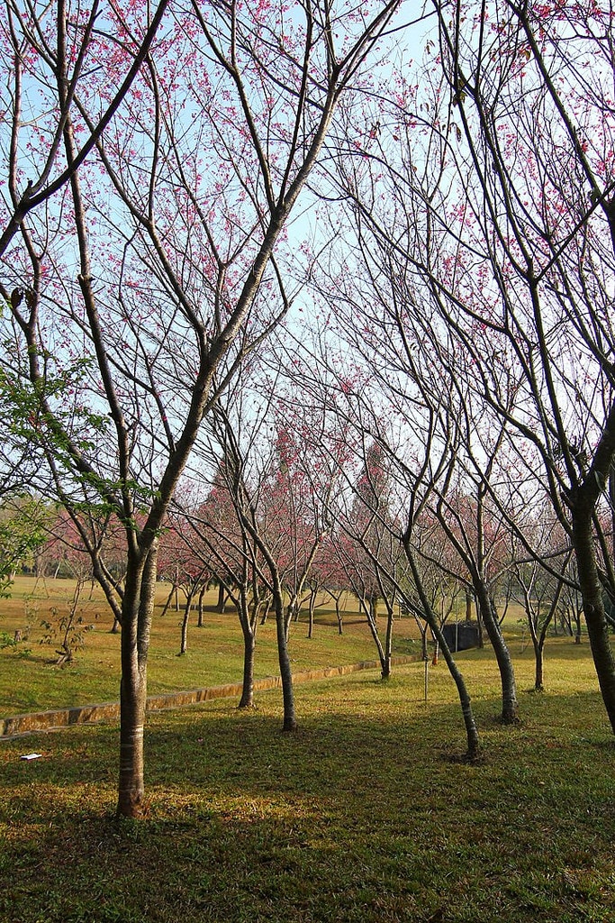 20250414-at6by