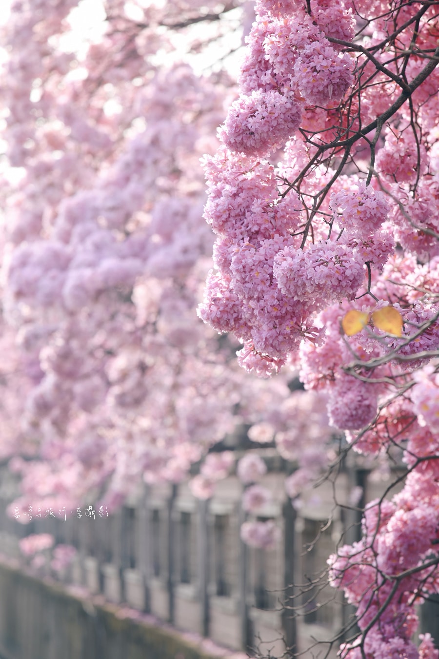 20250414-6ssfu