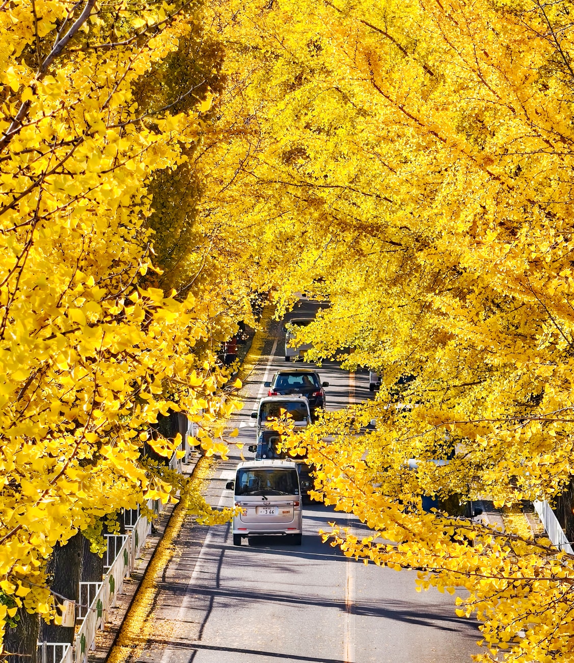 奈良縣天理市|銀杏大道|2025 活動開催 - 第5張圖