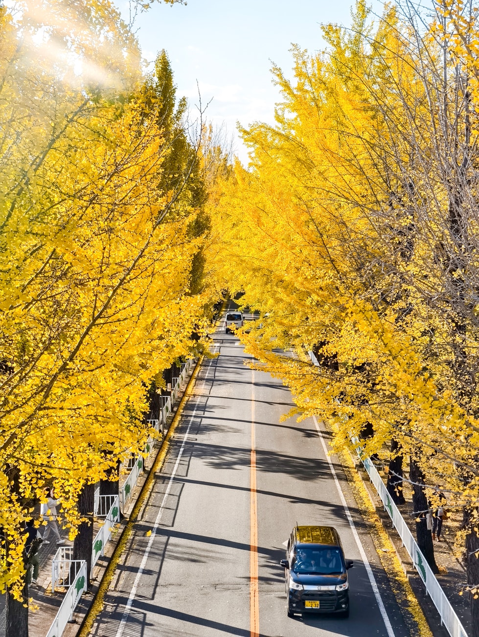 奈良縣天理市|銀杏大道|2025 活動開催 - 第4張圖