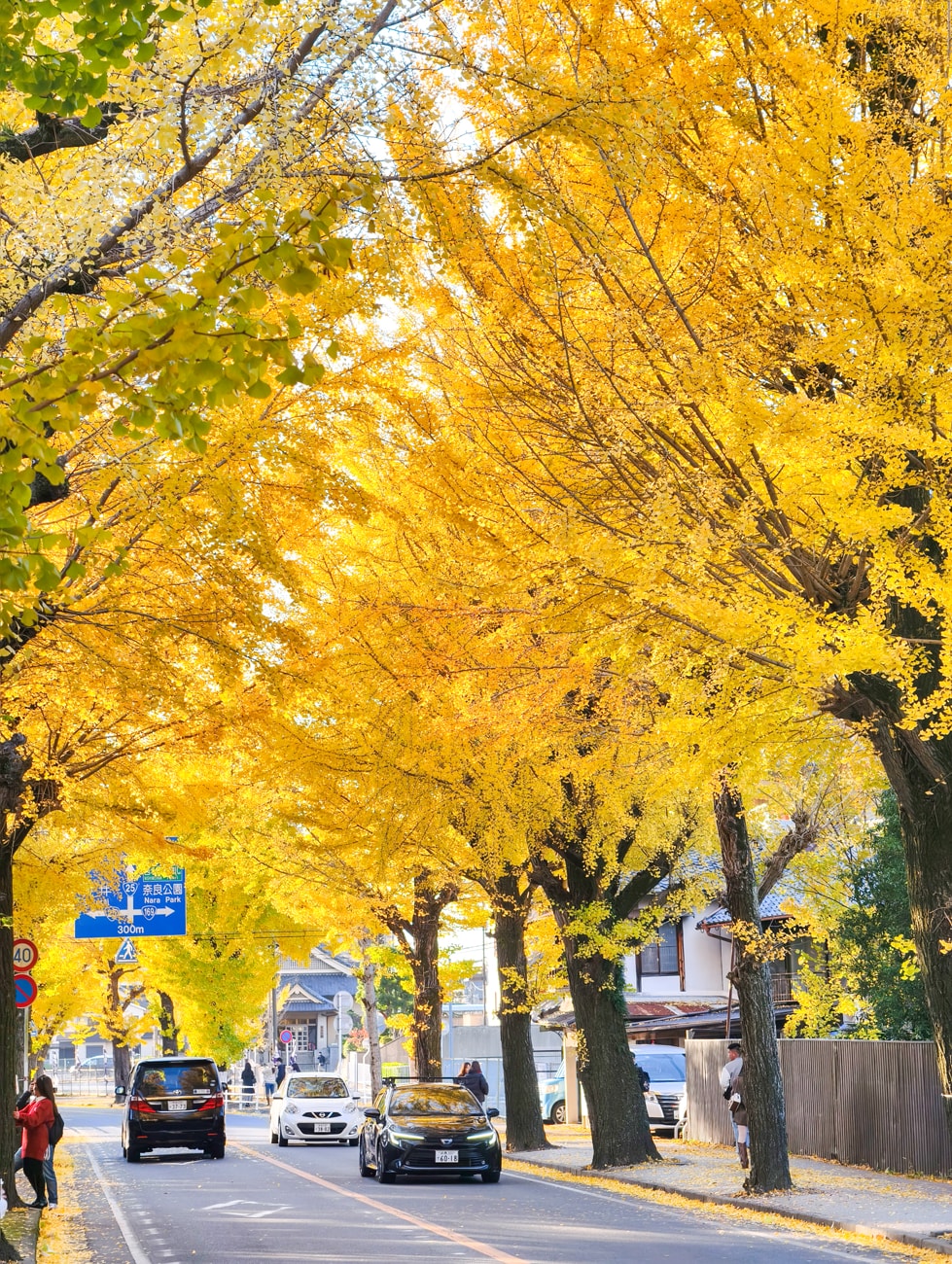 奈良縣天理市|銀杏大道|2025 活動開催 - 第3張圖